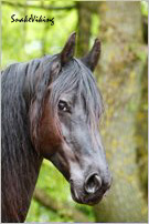 pferdeportrait08